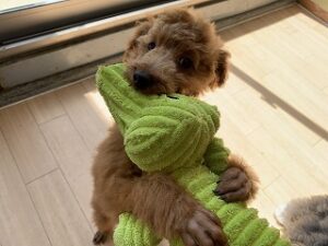 犬ちゃんおもちゃで遊ぶ