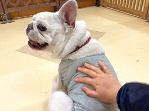 背中をさすってもらっている犬ちゃん。