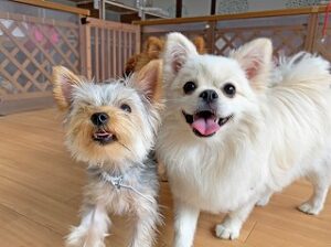 ペットホテルを探検する犬ちゃん。