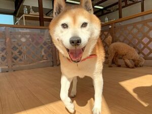 日光浴がしたい犬ちゃん。