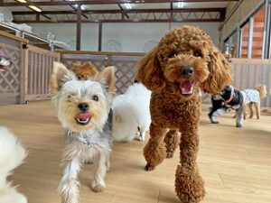 元気に行進する犬ちゃん。