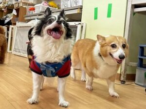 ペットホテルを探検中の犬ちゃん。