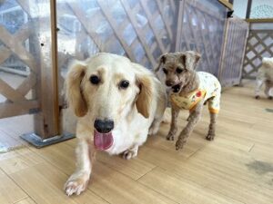 ペットホテルでお散歩中の犬ちゃん。