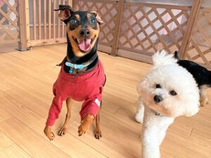 元気に走り回る犬ちゃん。