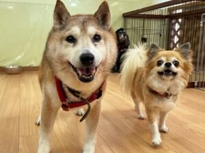 ペットホテルのスタッフさんに話しかける犬ちゃん。