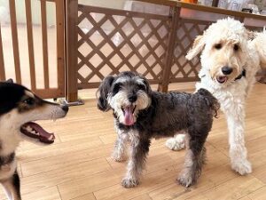 ペットホテルで新しいお友達が出来た犬ちゃん。