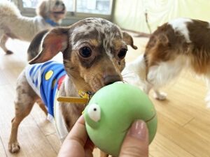 おもちゃで遊ぶ犬ちゃん。