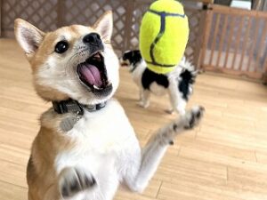 ペットホテルでボール遊びをする犬ちゃん。
