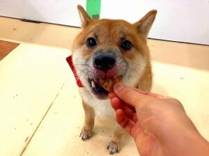 おやつを食べる犬ちゃん。