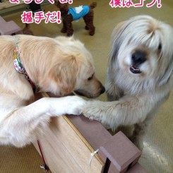 ペットホテル　握手するワンちゃん