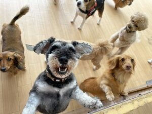 とっても元気な犬ちゃん達。