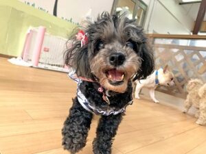 ペットホテルのスタッフさんに話しかける犬ちゃん。