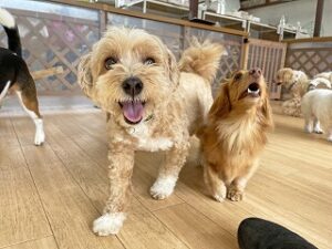 ペットホテルでお友達とじゃれあう犬ちゃん。