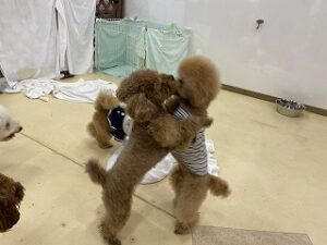 犬ちゃんのハグ