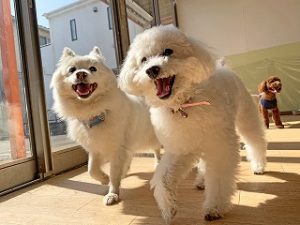 日光浴をする犬ちゃん。