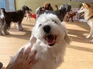 スタッフさんに撫でられる犬ちゃん。