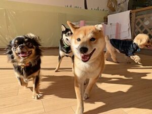 みんなでかけっこをしている犬ちゃん。