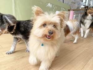 ペットホテルでお散歩中の犬ちゃん。