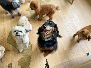 元気よくジャンプする犬ちゃん。