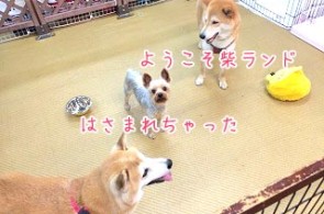 柴犬ランド？