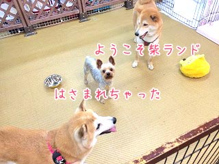 柴犬ランド？