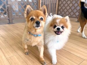 ペットホテルで仲良くお散歩をする犬ちゃん。