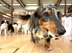 ペットホテルでボール遊びをする犬ちゃん。