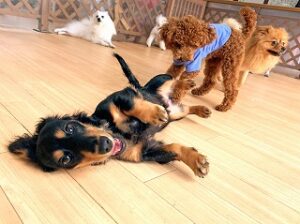 ペットホテルでのんびりくつろぐ犬ちゃん。