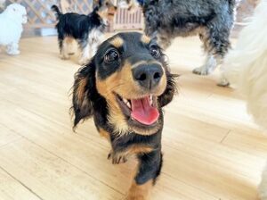 ペットホテルでお散歩中の犬ちゃん。