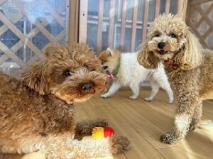 お部屋でのんびりくつろぐ犬ちゃん達。