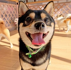 スタッフさんと一緒に遊びたい犬ちゃん。