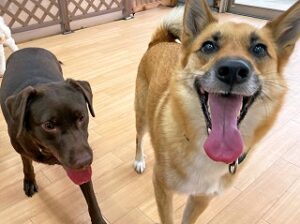 ペットホテルでお友達とくつろぐ犬ちゃん。