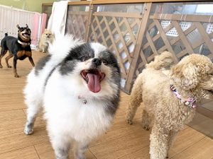 ペットホテルでお散歩中の犬ちゃん。