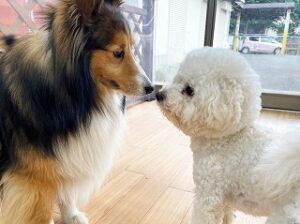 はじめましてのご挨拶をしている犬ちゃん。