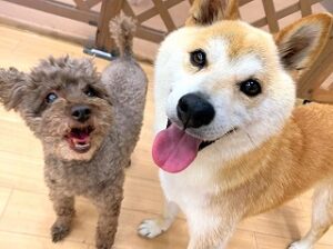 ペットホテルで新しいお友達が出来た犬ちゃん。