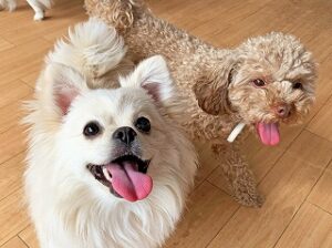 ペットホテルで新しいお友達が出来た犬ちゃん。