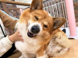 スタッフさんのなでなでがくすぐったそうな犬ちゃん。