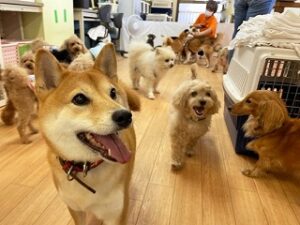 元気にかけっこをしている犬ちゃん達。