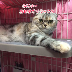 猫ちゃんもリラックス