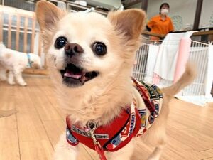 ペットホテルでのんびりお散歩中の犬ちゃん。