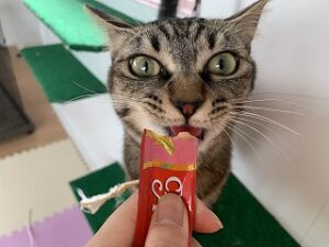 猫ちゃんペットホテルでおやつタイム