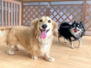 お友達と一緒にペットホテルを探検中の犬ちゃん。