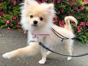 お散歩が嬉しそうな犬ちゃん。