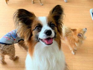 おやつが欲しそうな犬ちゃん。