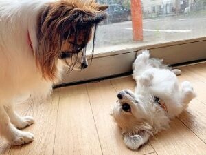 じゃれ合っている犬ちゃん。