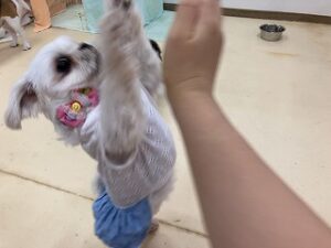 犬ちゃんハイタッチ