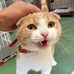 ペットホテルのスタッフさんに撫でられて嬉しそうな猫ちゃん。