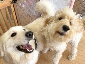 ペットホテルで新しいお友達が出来た犬ちゃん。