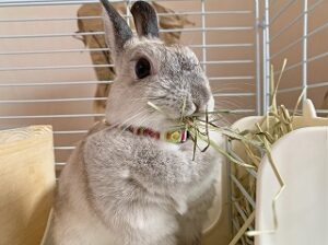 ペットホテルでお食事中のウサギちゃん。