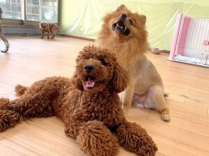 ペットホテルでのんびりくつろぐ犬ちゃん。